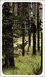 Nature funeral card